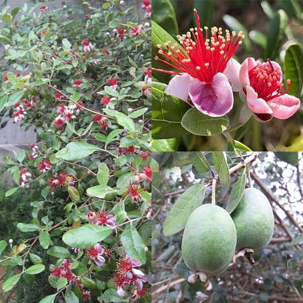 Amazon.co.jp: フェイジョア：マンモス樹高1.2m根巻き [巨大果で美味