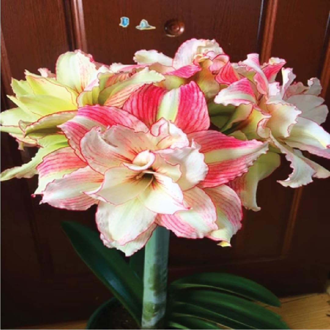 Amaryllis Double Flower Bulbs for Growing - 3 Amaryllis Double Flowers Bulbs - Fragrant Flower Bulbs for Home Garden - Low Maintenance Flower Bulbs | Flowering Bulbs