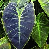 Black Purple Colocasia Live Plant, 4-8'' Tall, Elephant Ear Plant, Esculenta Taro Alocasia Housplant, Indoor Outdoor Planting