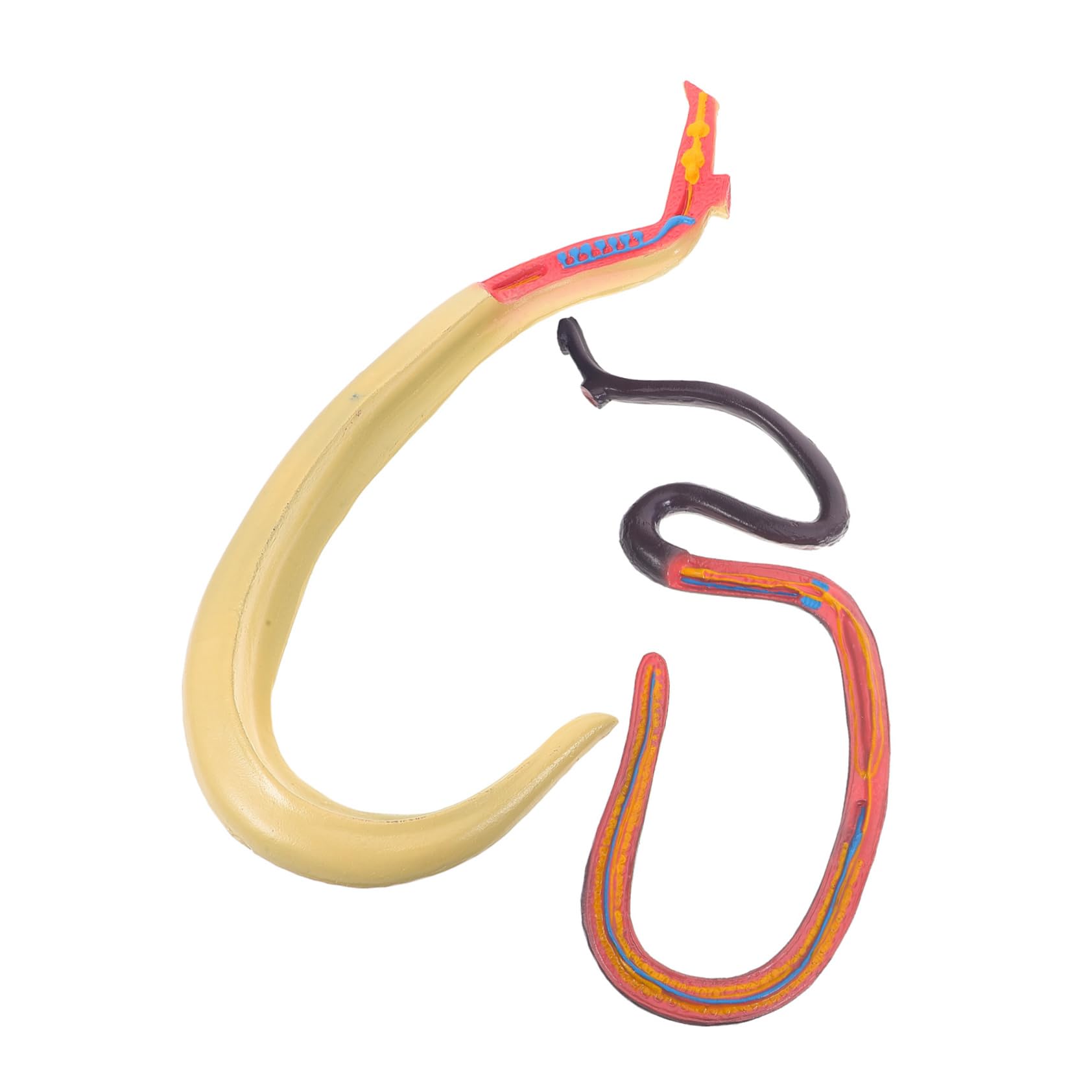 Amosfun Modello Anatomico Schistosoma Modello Anatomico Per Studio Materiale Scientifico Per Insegnamento e Ricerca