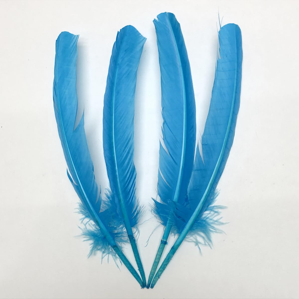 Amazon.com: 24Pcs Lake Blue Turkey Feathers 10~12 inch,Bulk Long