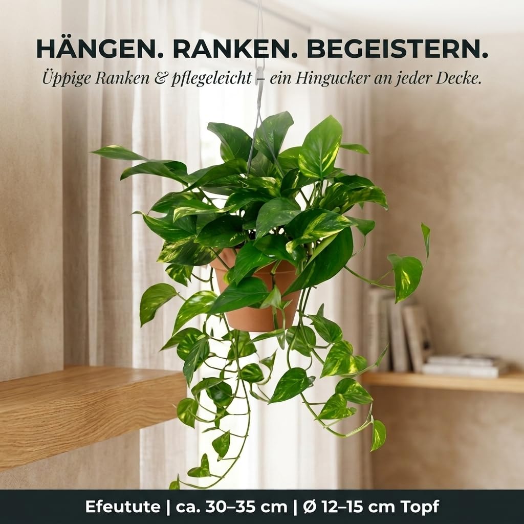 Efeutute | 2er-Set | Epipremnum aureum | ca. 30-35 cm | ø 12-15 cm Topf | Pflegeleichte Zimmerpflanzen für Wohnung und Büro | Qualität vom Pflanzen Profi | Ideale Raumbegrünung