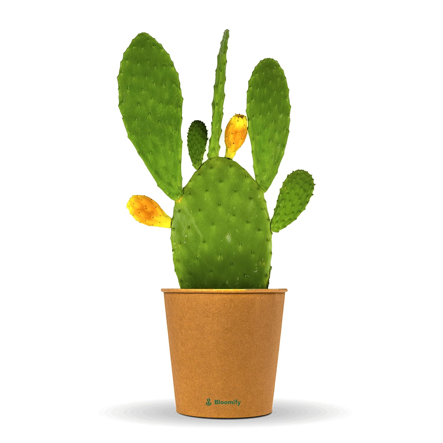 Bloomify Feigenkaktus Pflanze "Kalle" | 40-70 cm hohe Kaktusfeige |  pflegeleichter Nopal Kaktus fr Kbel oder als Zimmerpflanze | se Frchte  & schne Blten : Amazon.de: Garten