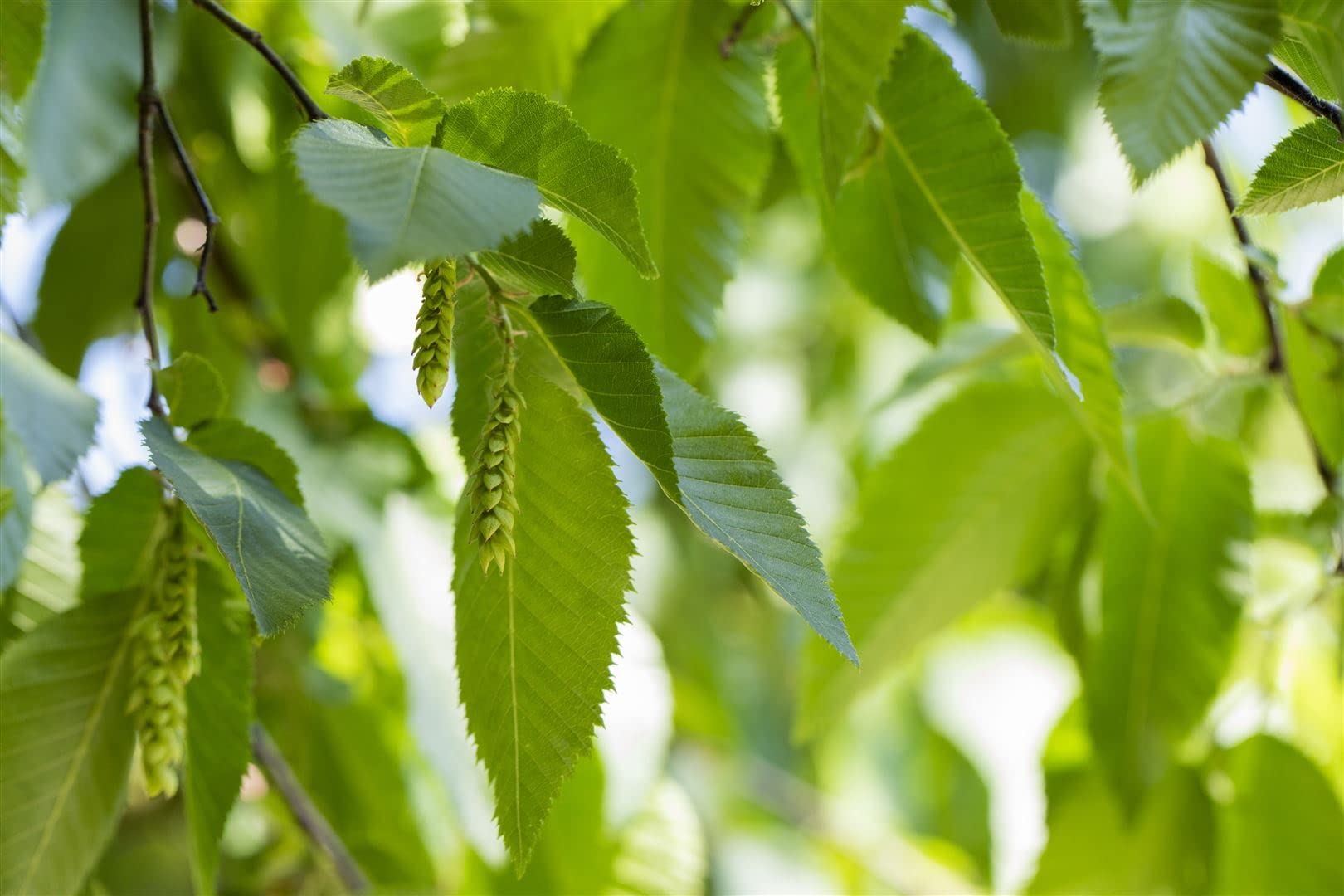 Carpinus betulus roślina żywopłotowa, roślina z korzeniami, mrozoodporna, niemiecka jakość szkółki, mocne rośliny, tolerowana przez cięcie, łatwa w utrzymaniu