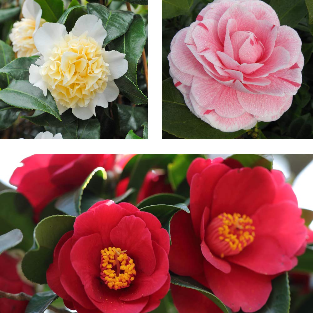 Camellia Japonica ‘Collection’ Potted Plants Hardy Shrub Flowering Garden Plants Easy to Grow Your Own 3X 9cm Pot by Thompson and Morgan