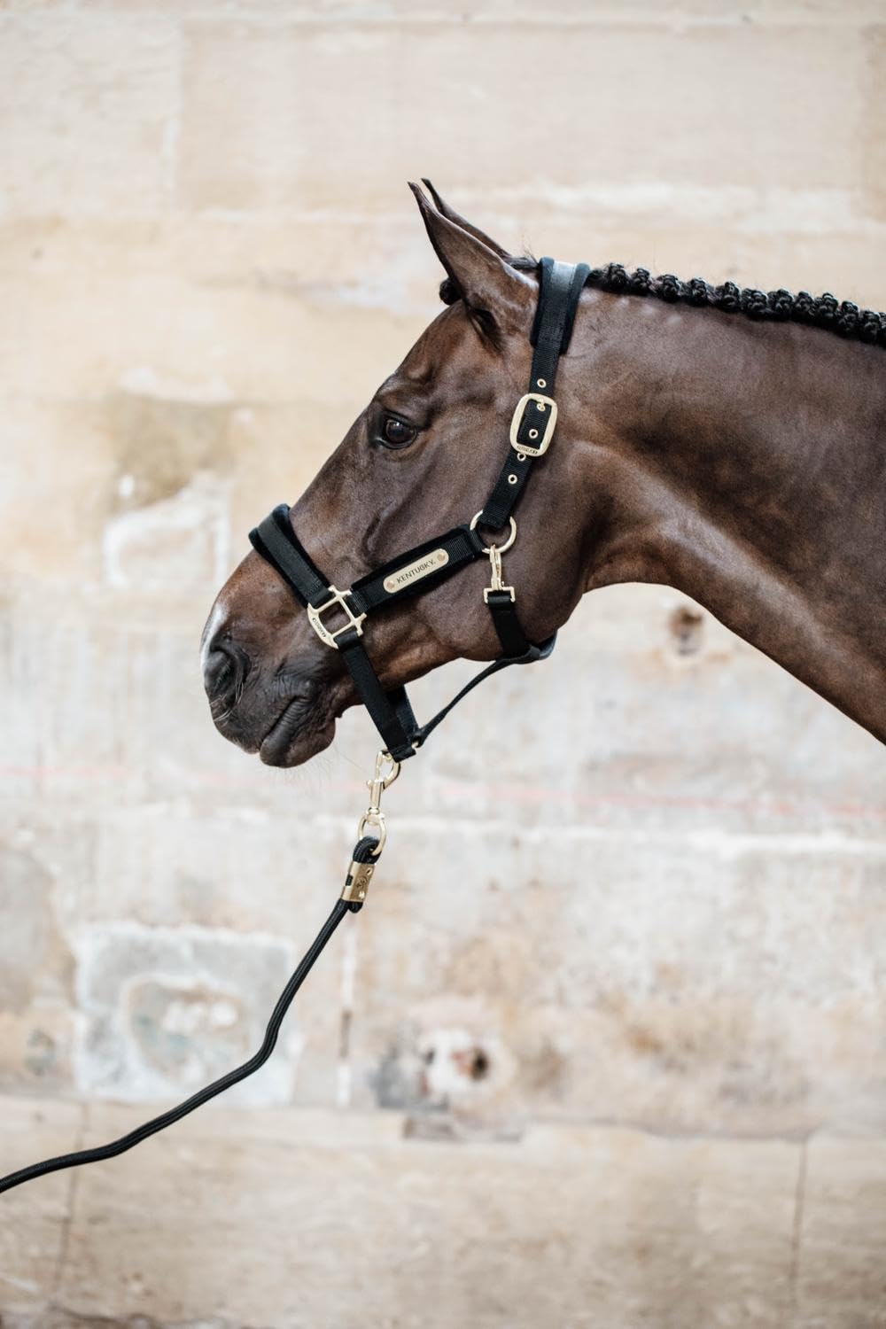 Kentucky Horsewear - Halfter - Samt - Schwarz - Cob