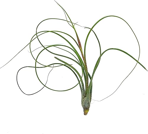 ragnaroc Plantas de aire vivas Tillandsia Butzii Jumbo 7-9 pulgadas 1 unidad Llegada en vivo garantizada plantas de casa para decoración del hogar y