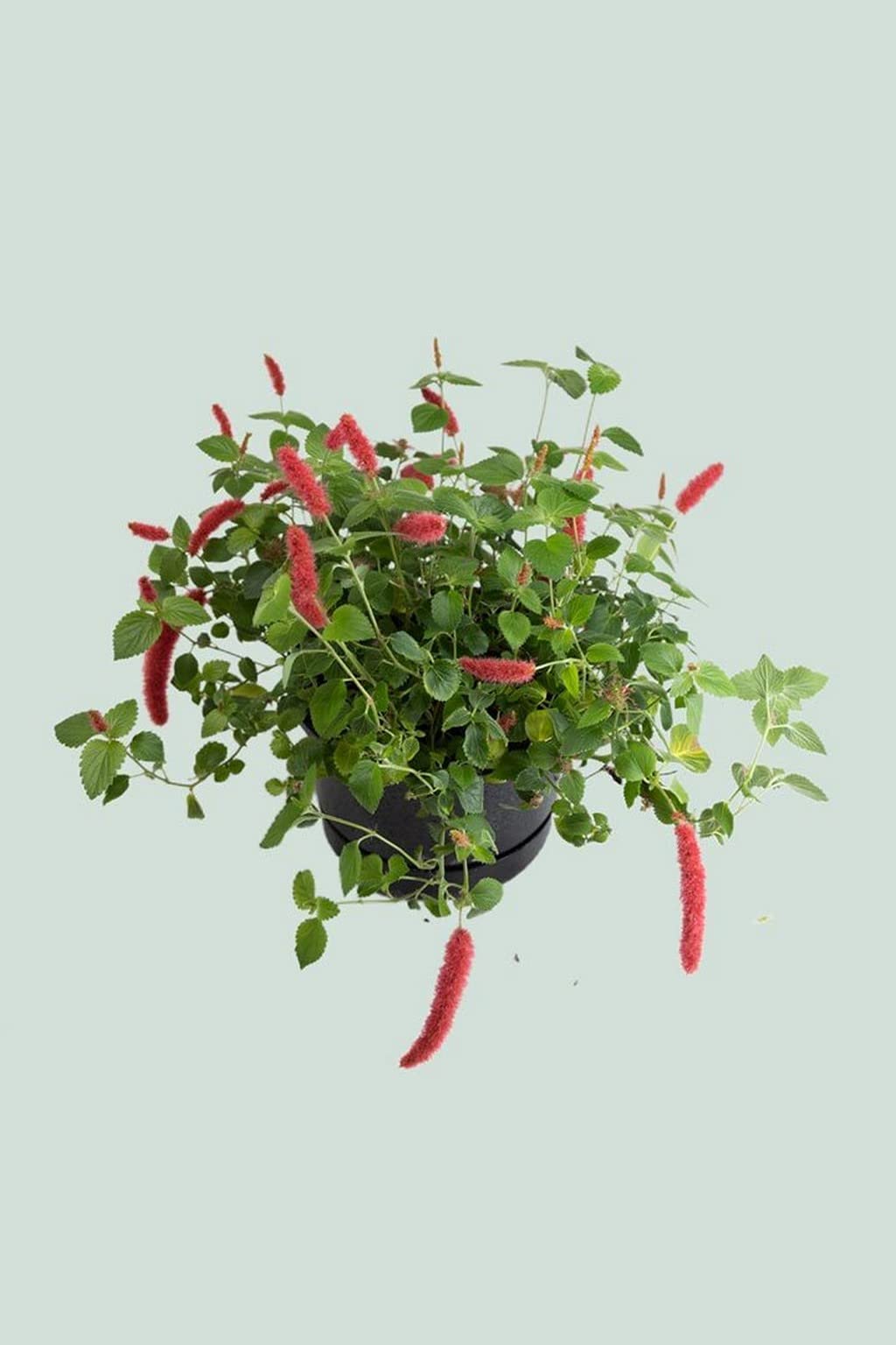 Creative Farmer Indoor Plant Office Lance Leaf Copper Online Natural Plants (Healthy Live Plant)