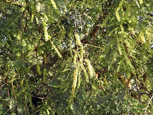 Prosopis Cineraria Khari Tree Seeds!