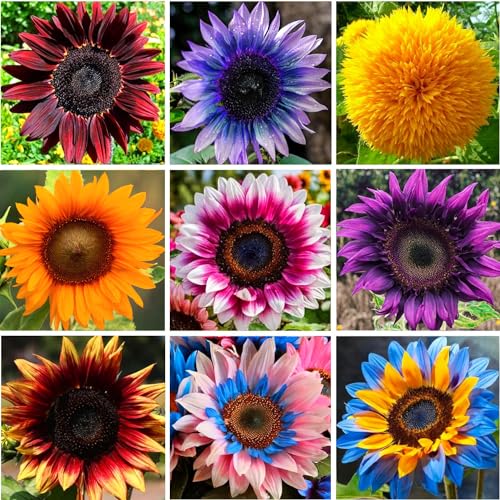 Mixed Varity Sunflower Seeds - 200+ Giant Red Purple Pink Sunflower Seeds