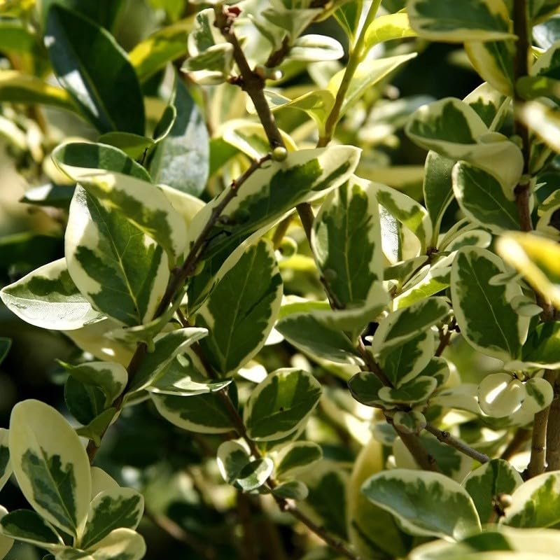 40pz Pianta Ligustro Variegato