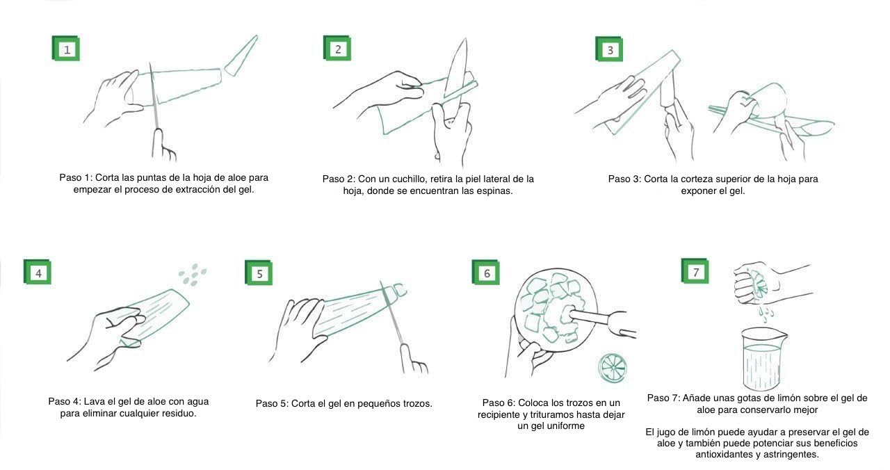Hoja de Aloe Vera Fresca Natural Gel Ecologico certificado (3)