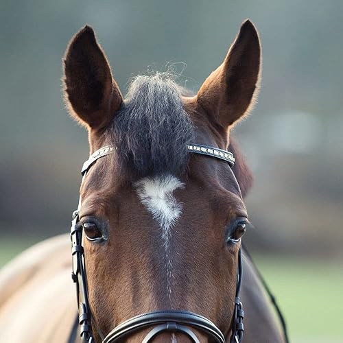 Miniatura 6 de HORZE Weston - Brida acolchada de cuero con banda nasal y riñones de red  Brida inglesa para caballos