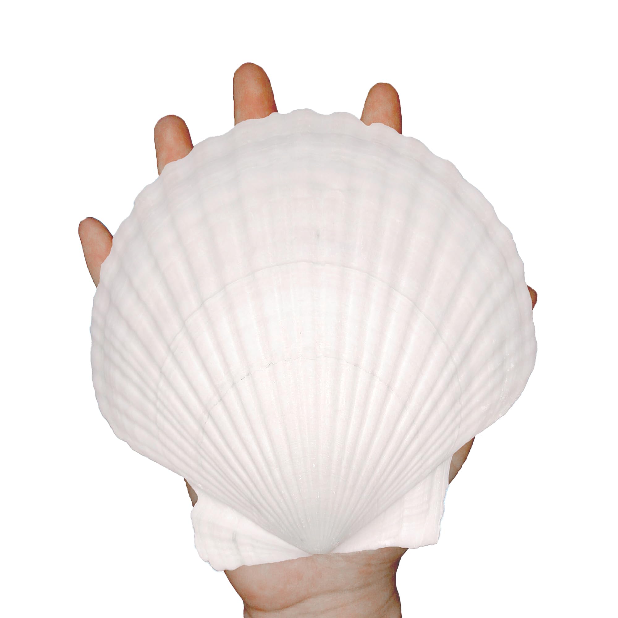 10PCS Large Natural Sea Shells for Crafts 4''-5'' White Scallop Shells Crafts for Home Decor-Seashells for DIY Painting Beach Wedding