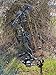 Archery 2021 Diamond Infinite 305 | Green Country Roots | RH 7-70 LBS | Compound Bow Package | Draw Length 19-31