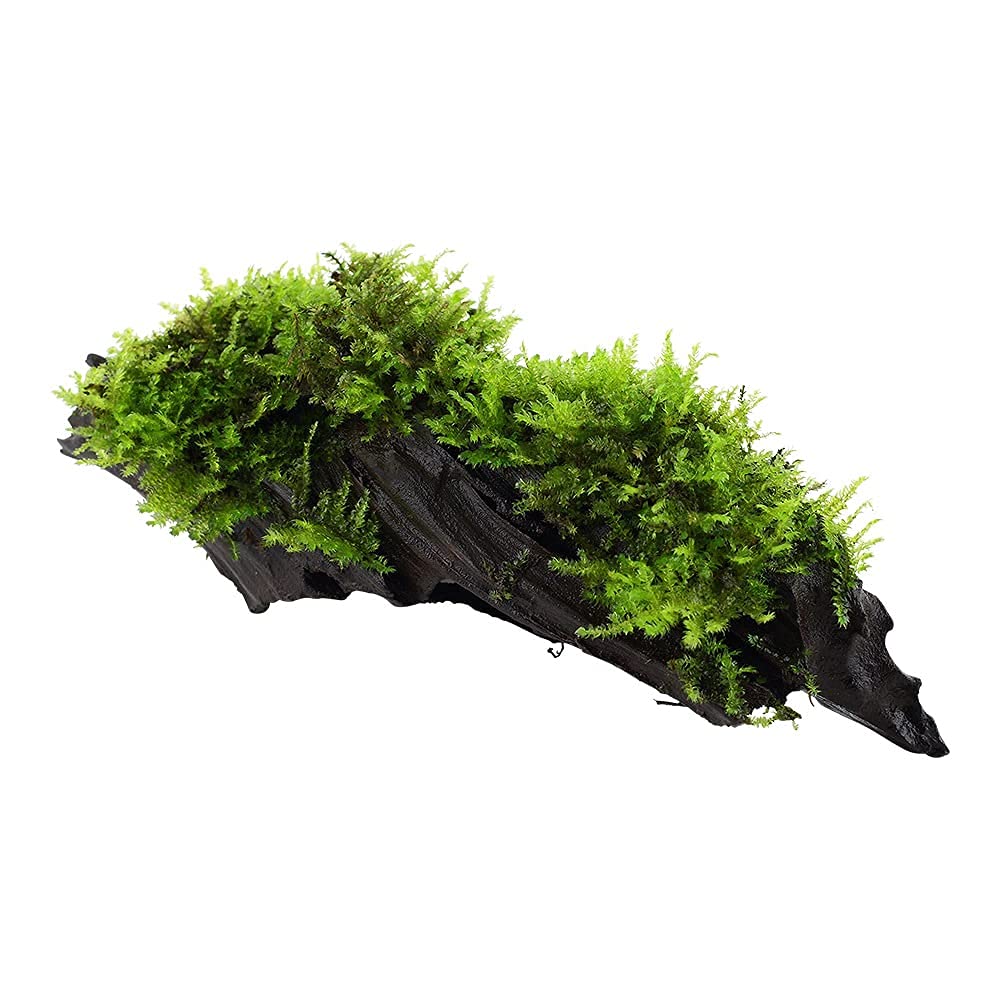 Plante d'aquarium Vesicularia montagnei « Christmas » Plante aquatique sur racine N° 003A YWS Plante d'aquarium Porte-racine Rhizome