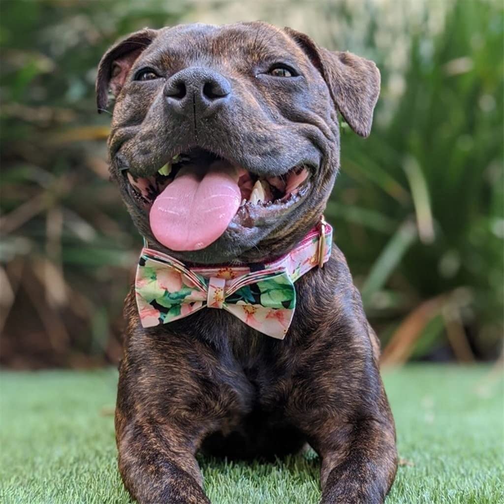 Correa Perro Collar para Perro Mascota, Estampado Floral Rosa Personalizado, Bonito Conjunto De Collar Y Correa para Perro, Hebilla De Liberación Rápida Correa Perro Suave(42-48cm)