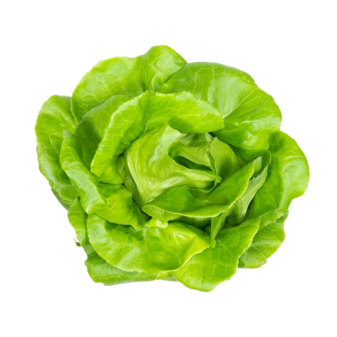 かあ様　レタス苗色々50本　12/6ごろ Amazon.co.jp: Lettuce Grow クラシックバターレタス苗パック - 成長の