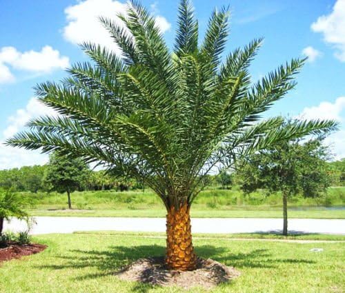 Phoenix sylvestris, Silver Date Palm Exotic Rare Palms semi Plant Seed 50 Seeds