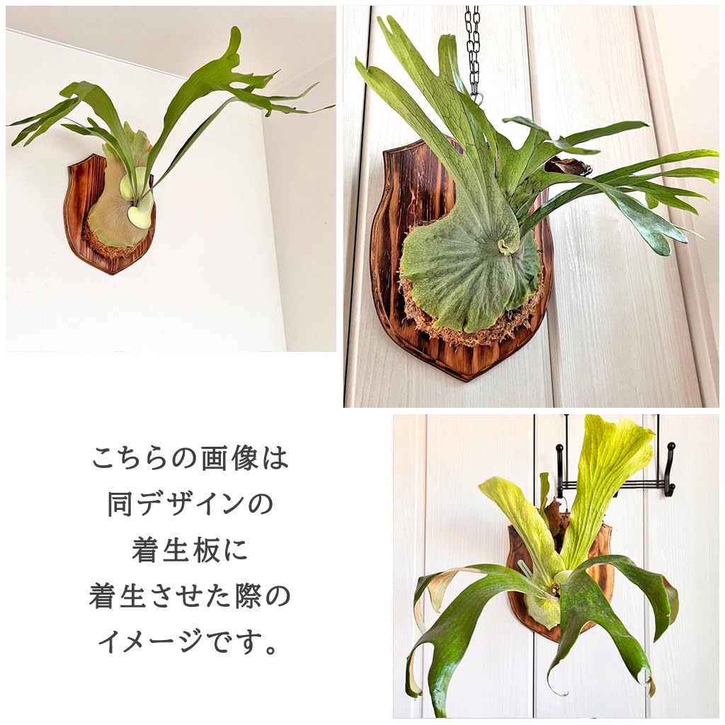 Amazon.co.jp: 【おしゃれな壁掛け着生板】 着生板 G型 大サイズ(約