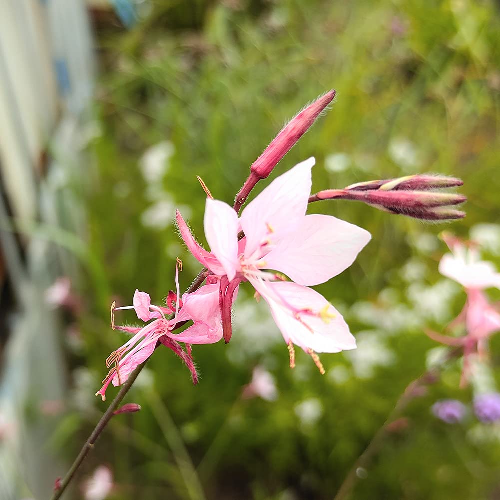 Amazon.co.jp: ハッピーガーデン 花苗 白蝶草 ガウラ 絆 白にピンク淵