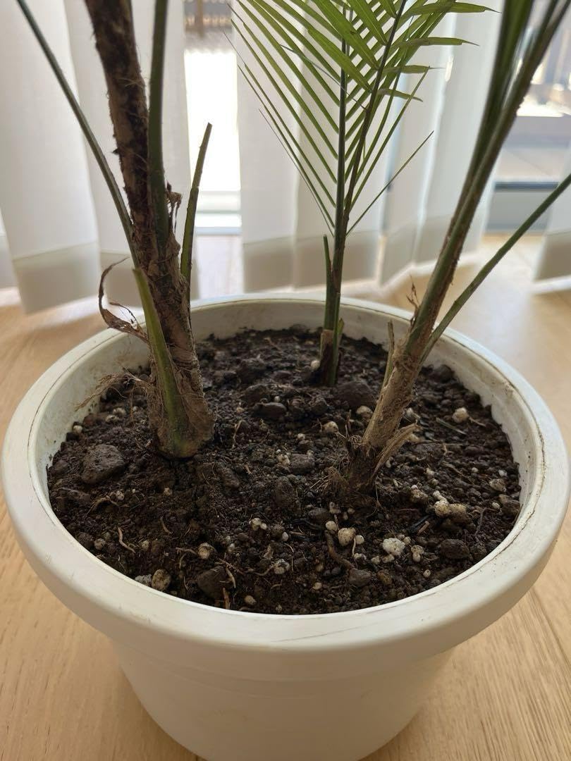 鶴*姫様 【レア品種】ブラジルヒメヤシ ヒメココス 6号　鉢ごと Amazon.co.jp: ブラジルヒメヤシ ヒメココス 6号 鉢ごと : DIY