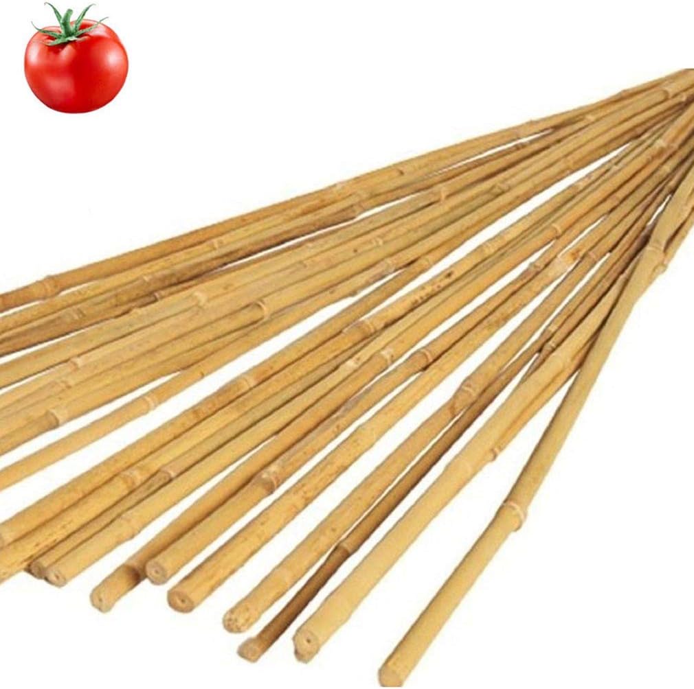 Canne di Bambu' h.210cm 22/24 mm 50 Pezzi - Resistenti Naturali - Per Sostegno Ortaggi