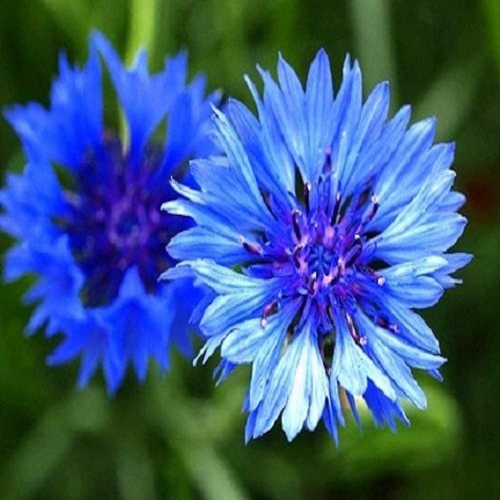 1Kg Cornflower - Centaurea Cyanus - Wildflower Seeds 1Kg Meadows Bulk Wholesale