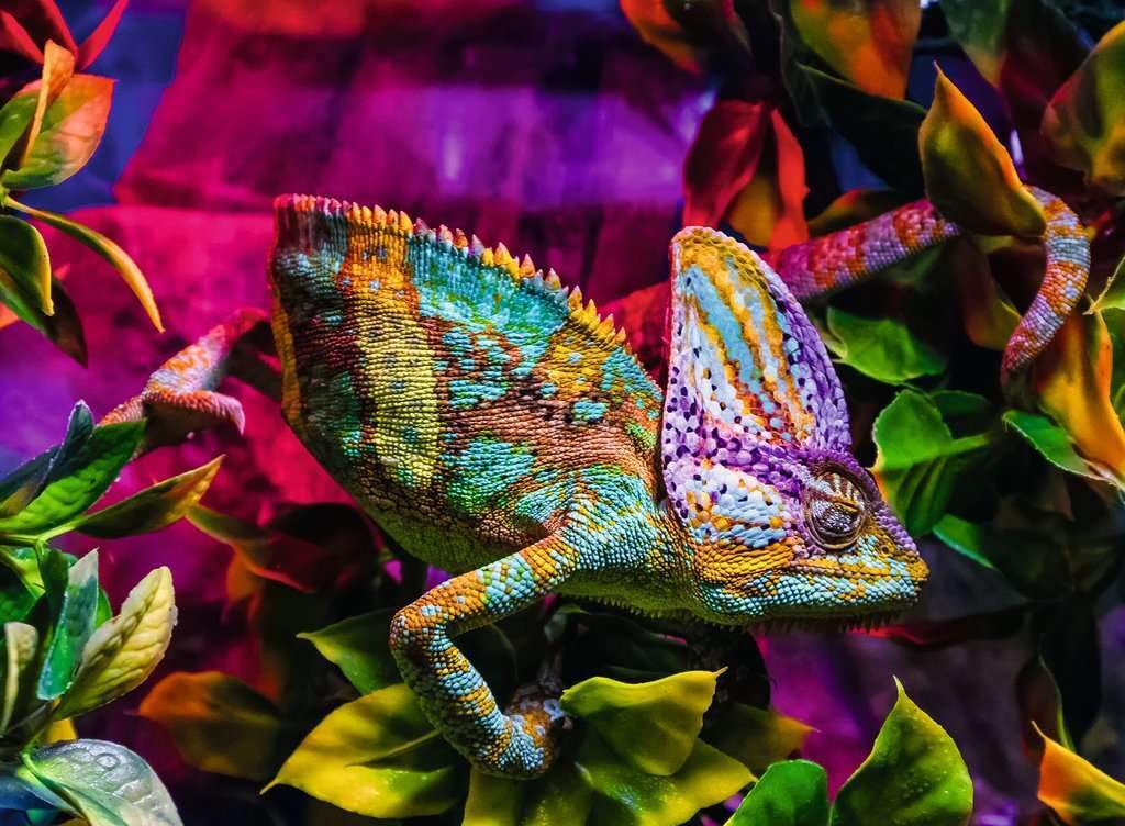 Ravensburger Chameleon 500 Piece Jigsaw Puzzle for Adults Age 10 Years Up, 500 pièces, 49 x 36 cm - Image 2