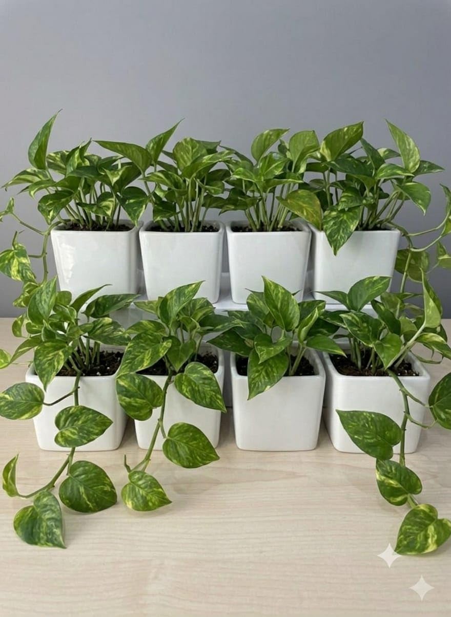 White Ceramic Square Flower Pot 3.5 Inch, Pack of 8 Durable Ceramic Planter for Indoor and Outdoor Gardening Small Colorful Plant Container Succulents Herbs | Color White-image-23