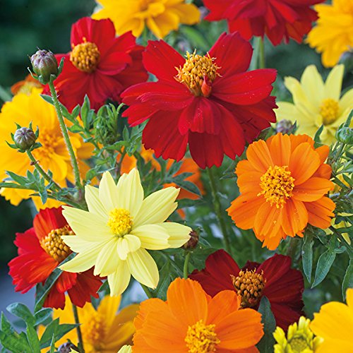 Nursery Live Rare Hybrid Cosmos " Brightness Mixed " Exotic 30 Seeds for Growing (B0BLRSWXML) Amazon Price History, Amazon Price Tracker