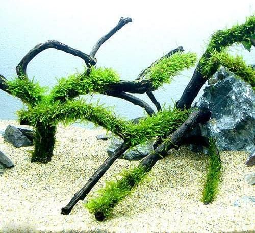 （水草）★育成済★ ウィローモス 枝状流木 Ｍサイズ（２０ｃｍ～）（水中葉）（無農薬）（３本）