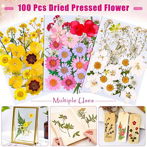 image for 100 Pcs Dried Pressed Flowers for Resin, Thrilez Real Pressed Dried Fl