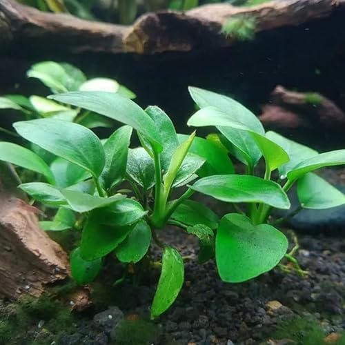 Miniatura 3 de Mainam 4 Anubias diferentes Nana Amazon Sword Java Fern Windelov Tropical de agua dulce vivo acuario plantas decoraciones 3 días BUY2GET1FREE