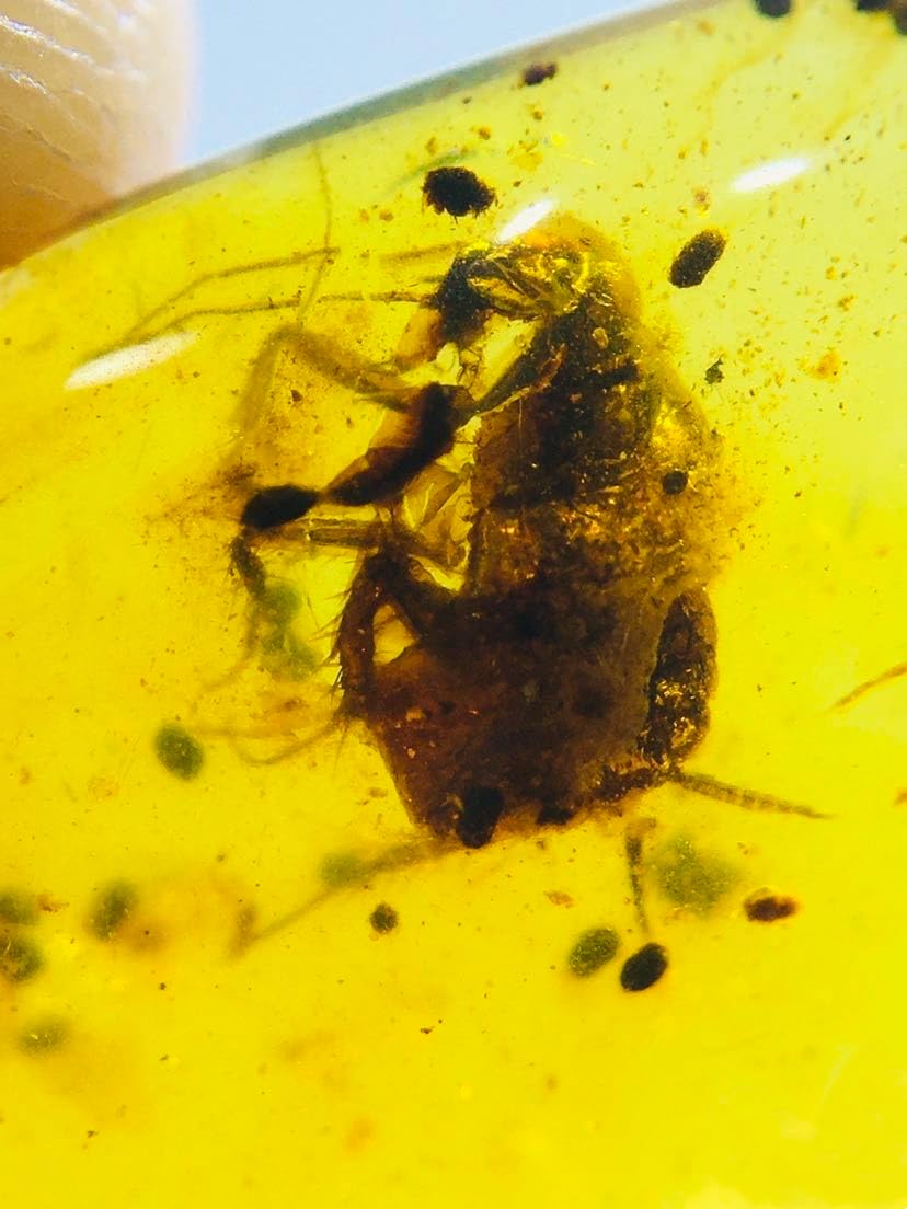 Burmese burmite Cretaceous blattaria Insect Fossil Amber Myanmar