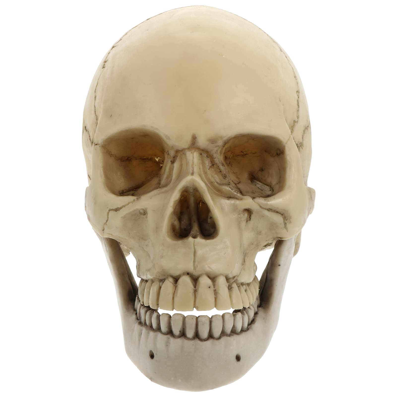NUOBESTY Suministros De Halloween Figurilla Cráneo de Tama?o Natural 1 Cráneo Humano Modelo Cráneo de Resina 1: 1 Cráneo Humano Adulto Modelo Decoración de Halloween Maniquí