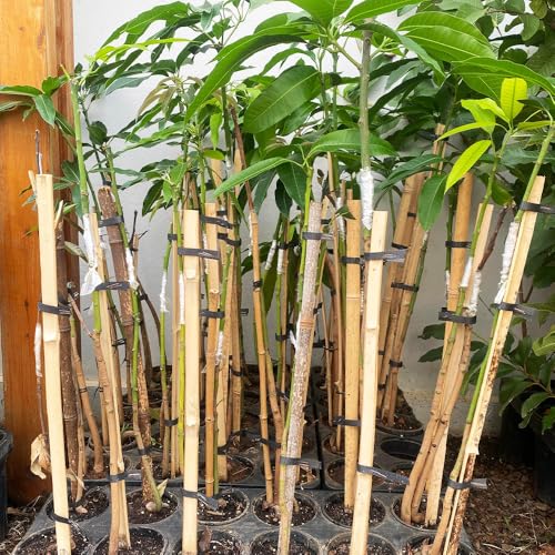 Genérico, Muda de Manga Uba 50 a 80cm AMK - Plantas Online