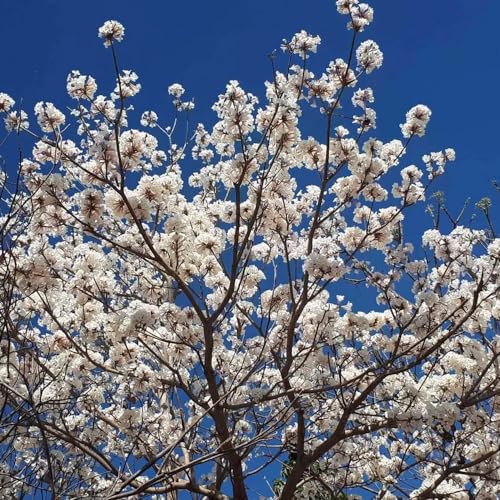 Genérico, Muda de Ipe Branco 20 a 40cm AMK - Plantas Online