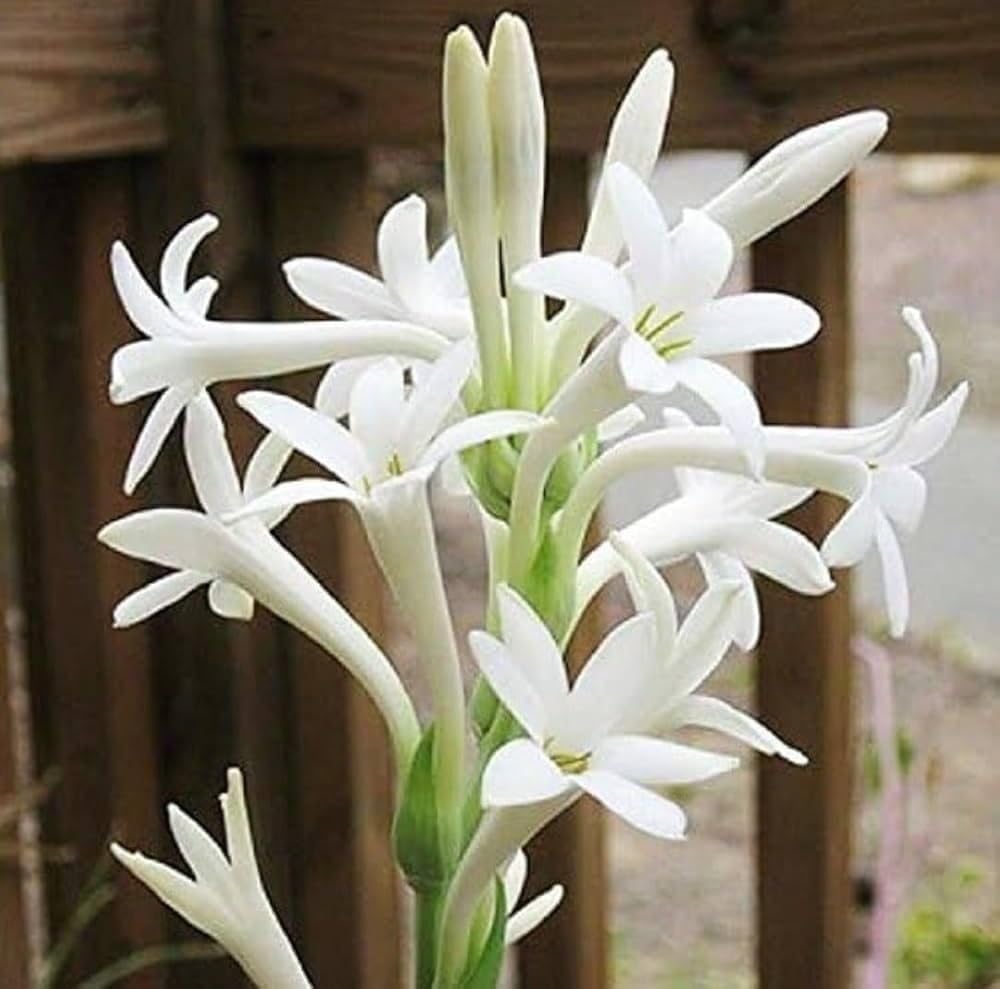 Exotic Nela Sampenga Plant Bulbs, Highly Scented Flowers, Transform Your Balcony Into A Fragrant Paradise (6 Healthy Live Bulbs)-image-34