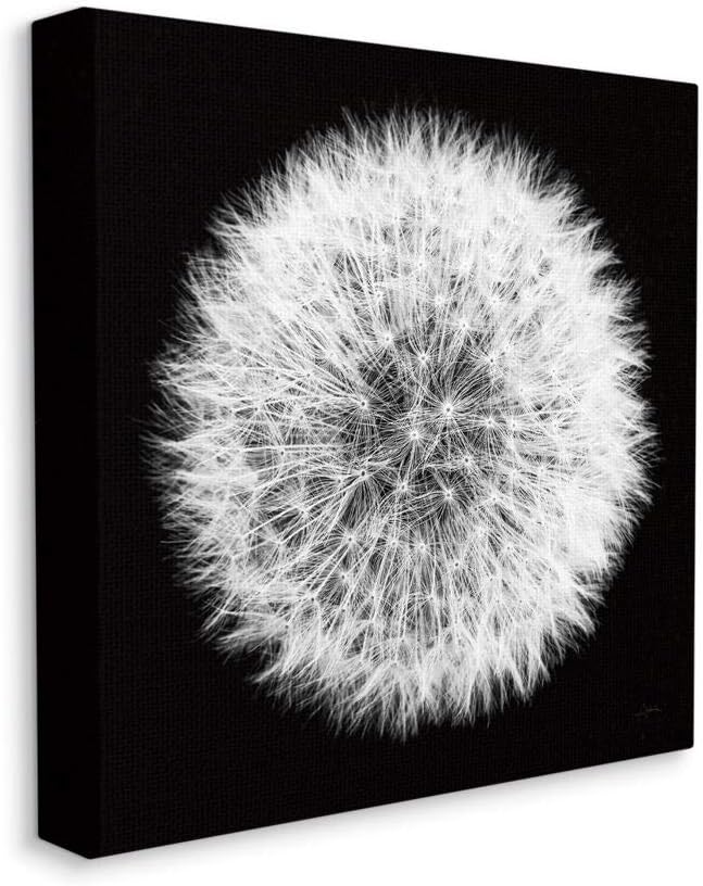 Stupell Industries Dandelion Floral Fluff Flower Black White Photograph, Designed by Aledanda Wall Art, 36 x 36, Canvas