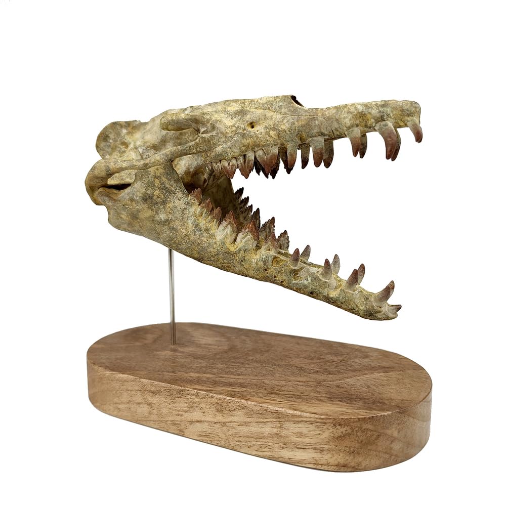 1/10 Drachenwal-Schädel-Skalenmodell Dinosaurier-Statue Harz Dinosaurier-Schädel-Fossil-Replik Skelett-Skulpturen