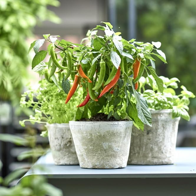 Chili-Pflanze - mild - Peperoni - Pfefferstrauch fr Balkon und Garten -  14cm Topf - Gemse-To-Go : Amazon.de: Garten