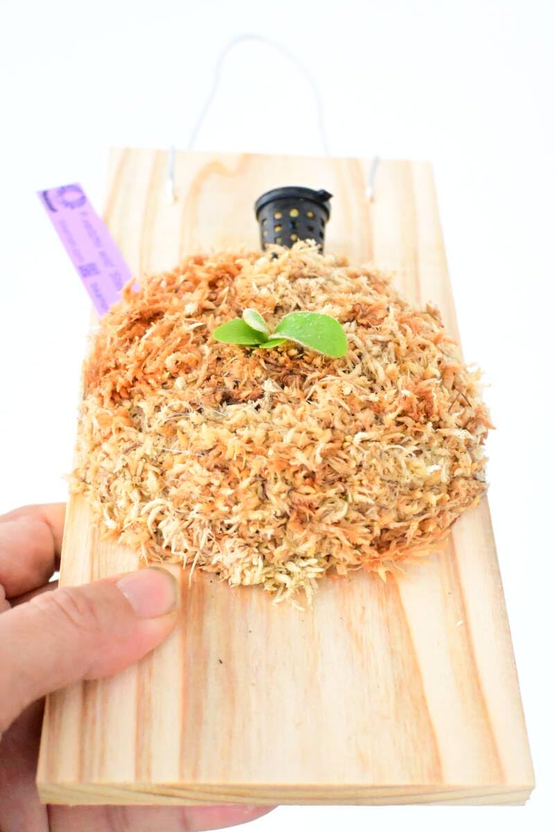 Amazon.co.jp: P.veitchii wild 'Steel'(vp#0) spored⑤ @ビカ森