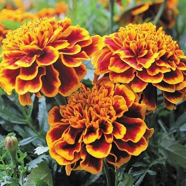 Amazon.co.jp: 種 花たね フレンチマリーゴールド コロッサス 1袋