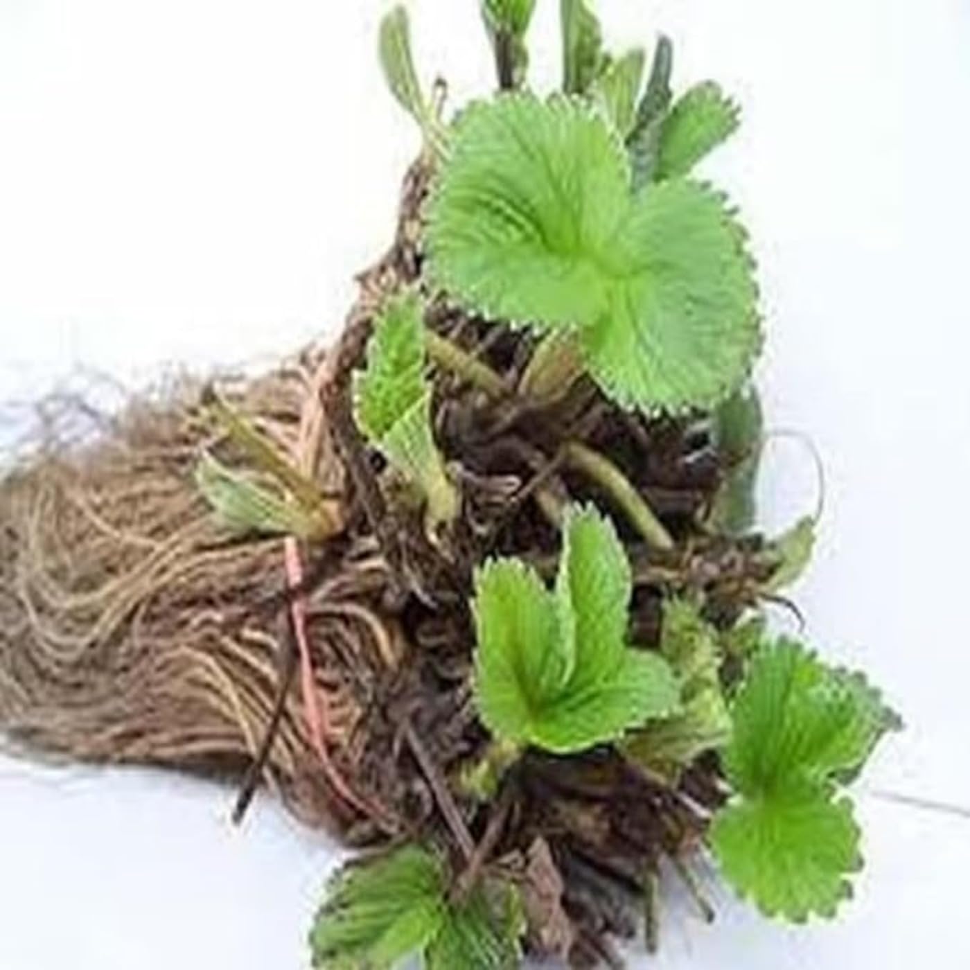 Amazon.com : Organic Camarosa Strawberry Plant, Camarosa Strawberry Plants  Live Ready to Grow, 10 Strawberry Live Plants Bareroots for Planting, Sweet Strawberries  Plants, No Ship to California : Patio, Lawn & Garden