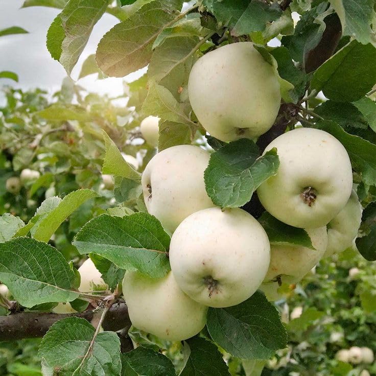 SIPRA ENTERPRISE Healthy White Apple Fruit Plant Rare Hybrid White