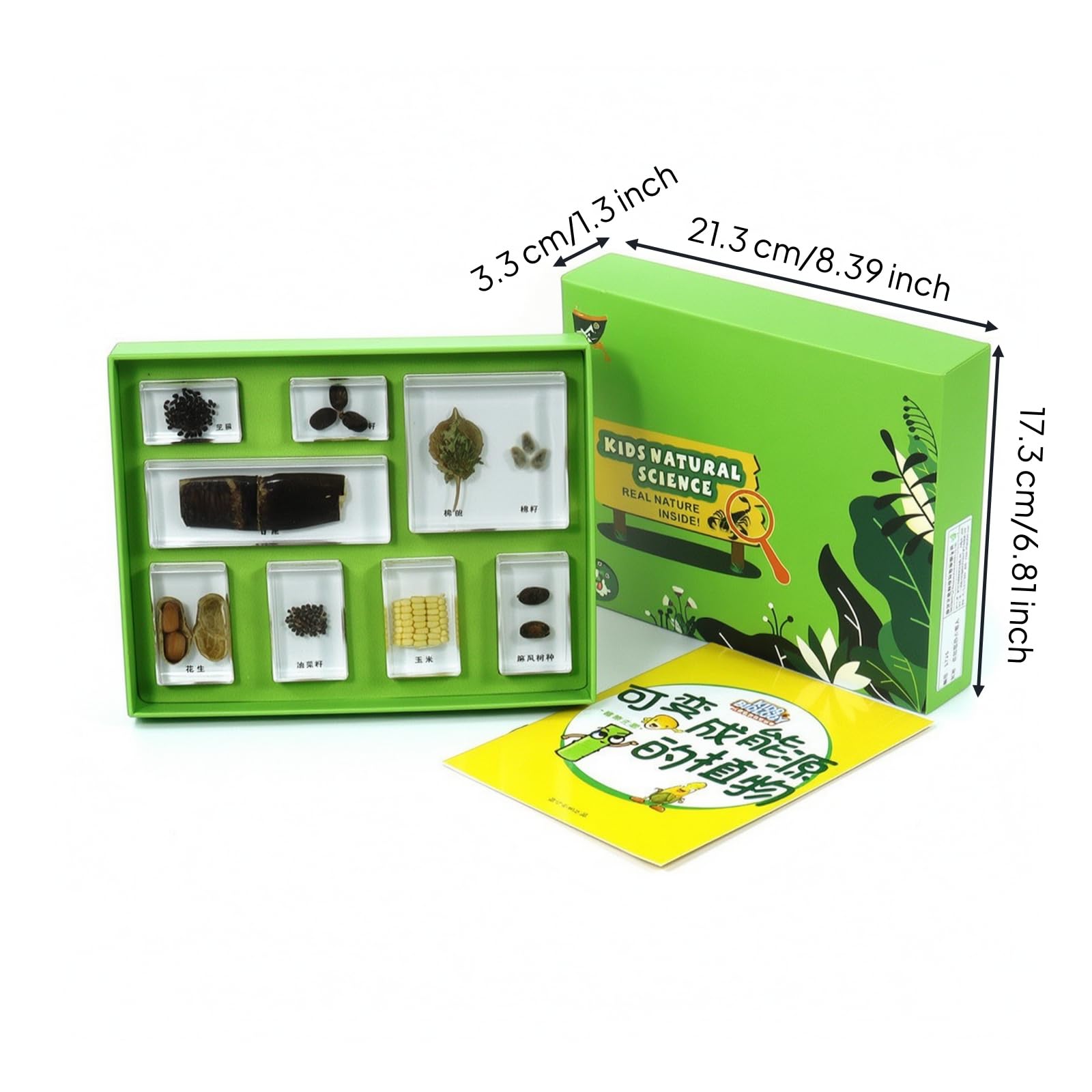 Natur-Präparate-Set mit Schaukasten anschaulich Insekten-Sammelbox mit Präparaten transparent Experimentierkasten für Grundschüler, Biologieunterricht , Frosch-Wachstumsgeschichte