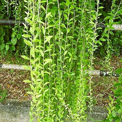 Image of Live Plant Curtain Creeper Vernonia, Decorative Green Vine for House and Office, Pack of 1 with Plastic Pot