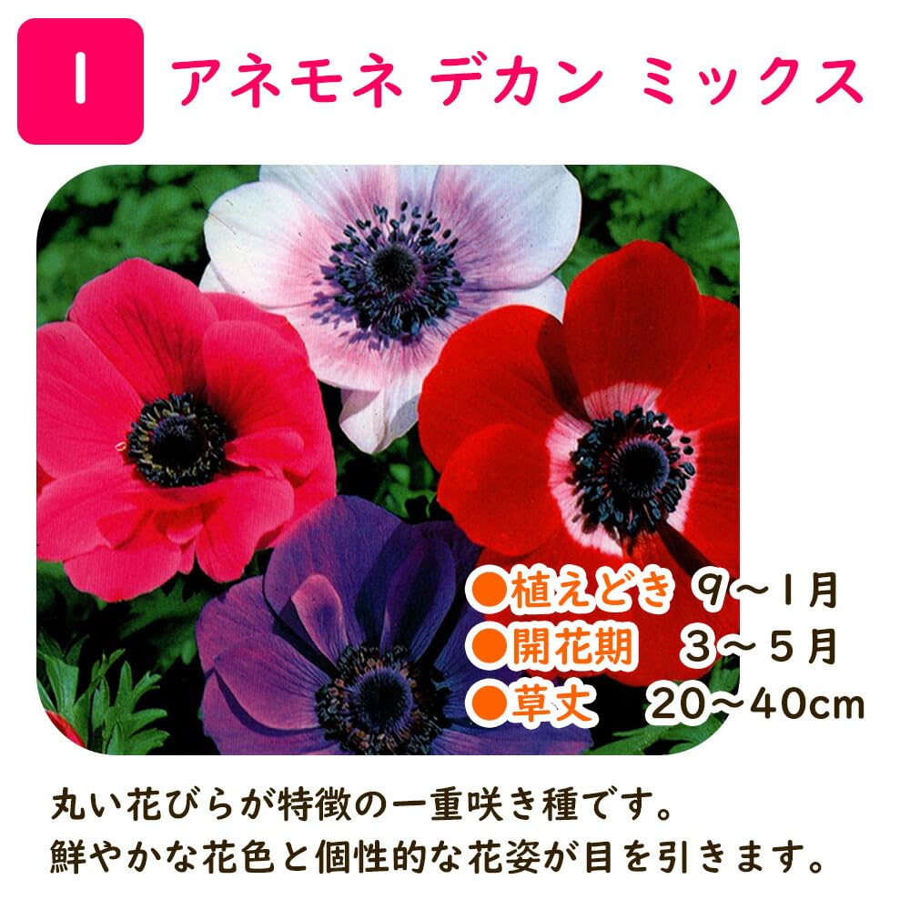 ❣️300h❣️　アネモネ 　球根 Amazon.co.jp: 「 アネモネ 球根 【デカン ミックス 10球 】 」ボタン