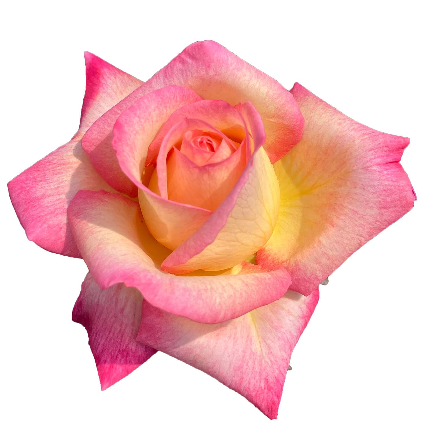 Amazon.co.jp: バラ苗 【エンチャンティッドピース】 (大苗裸苗